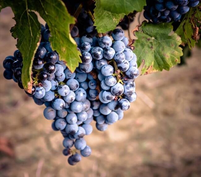 11038862 1567101970206624 6958044359078274612 o Wine Roots